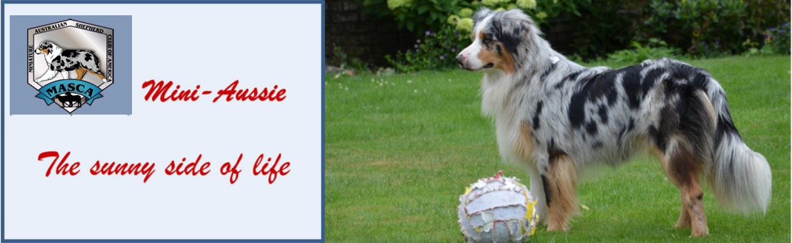 Mini-Aussie - The sunny side of Life